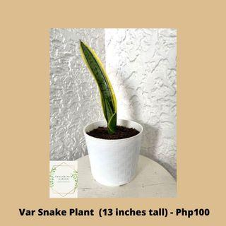 Variegated Snake Plant Small