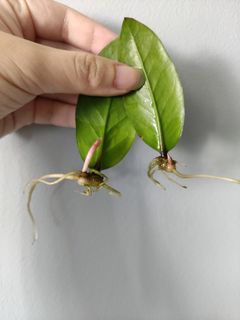 (Category: ) located in . Submitted by too.many.plants (Listing ID 1102741234, Image 1). Description: .