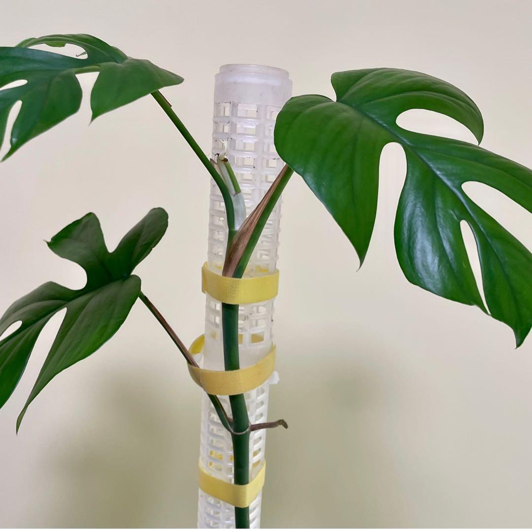 Velcro tape for (Plants) 1.5m x 1cm, Furniture & Home Living, Gardening