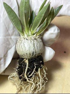 1. Pachypodium brevicaule 2.3cm