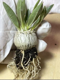 (Category: ) located in . Submitted by mesemb_garden (Listing ID 1103024856, Image 1). Description: .