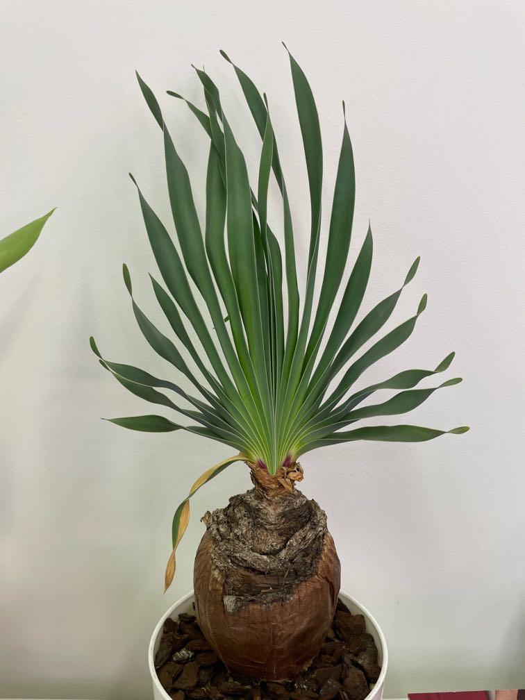 布風花塊根植物 傢俬 家居 家居裝飾 人工植物盆栽on Carousell