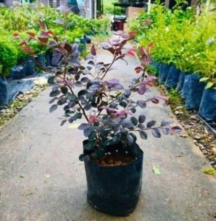 Anak Pokok Kesinai Merah Sinai Mas Loropetalum Chinese Fringe Flower Pokok Hiasan Hidup Home Furniture Gardening On Carousell
