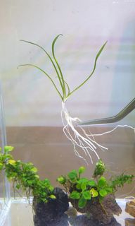 (Category: ) located in . Submitted by corridorgardening (Listing ID 1102975112, Image 1). Description: .