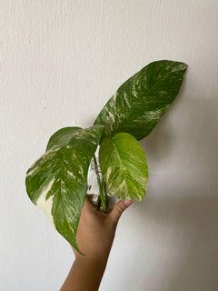 Epipremnum pinnatum variegata cutting