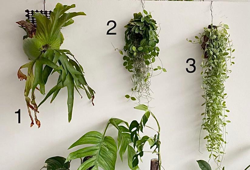 hanging plants that do not need sunlight 136 home