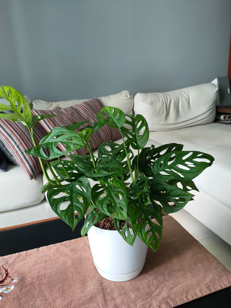 Monstera (Swiss Cheese) Indoor Plant, Furniture & Home Living