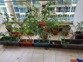 (Category: ) located in . Submitted by wonguu (Listing ID 1103025933, Image 1). Description: .