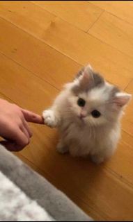 (Category: ) located in . Submitted by heeh33hee (Listing ID 1103069788, Image 1). Description: .