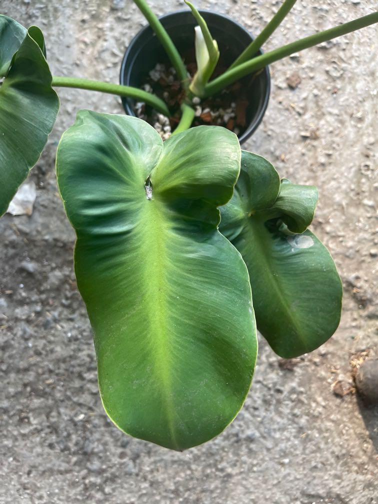 philodendron rugosum aberrant form (potA), Furniture & Home Living
