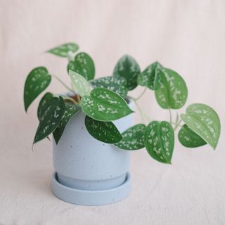 (Category: ) located in . Submitted by komo.pots (Listing ID 1103210909, Image 1). Description: .