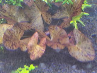 (Category: ) located in . Submitted by fc462 (Listing ID 1103159080, Image 1). Description: .