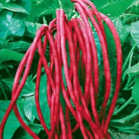 Benih Kacang Panjang Merah Renek 10pcs Dwarf Long Bean Red Home Furniture Gardening On Carousell