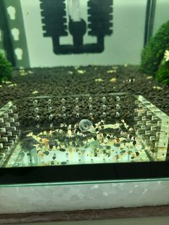 (Category: ) located in . Submitted by ivantcg (Listing ID 1103323190, Image 1). Description: .