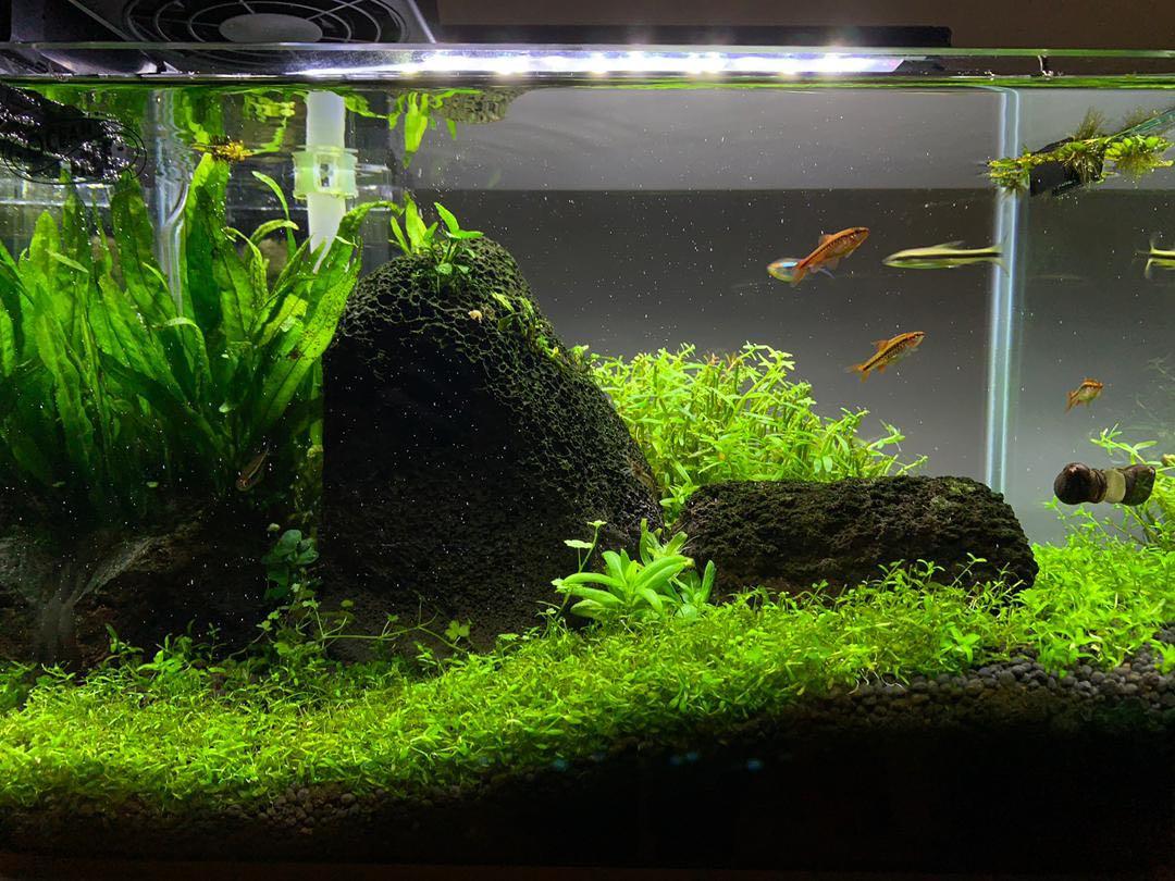 Full Set 35cm Aquascape Tank To Let Pet Supplies Pet Accessories On Carousell