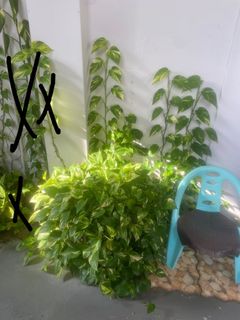 (Category: ) located in . Submitted by suanee23 (Listing ID 1103227358, Image 1). Description: .