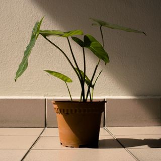 (Category: ) located in . Submitted by howsitgrowing (Listing ID 1103244451, Image 1). Description: .