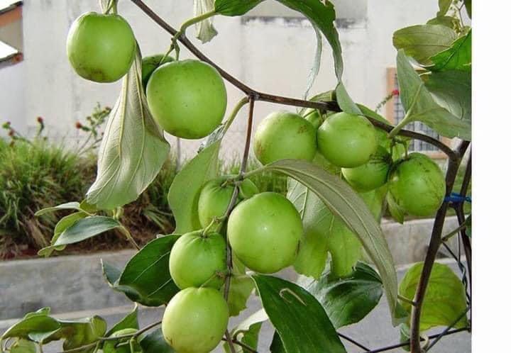 Pokok Bidara Jumbo Bidara Epal Pokok Kahwin Home Furniture Gardening On Carousell