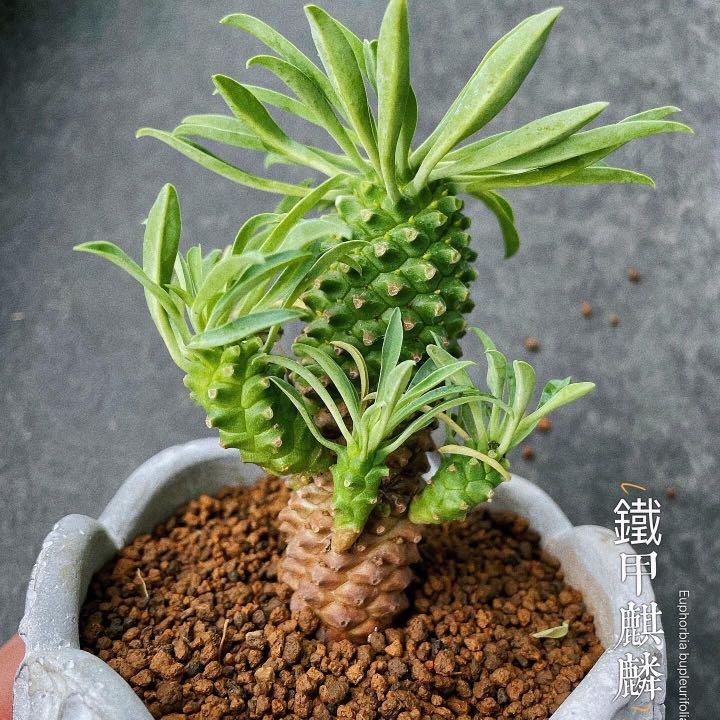 鐵甲麒麟可作風水擺設稀有多肉盆栽4個頭群生 傢俬 家居 園藝 園藝工具和裝飾品 Carousell