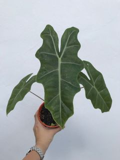 (Category: ) located in . Submitted by worldtreeplants (Listing ID 1103403456, Image 1). Description: .