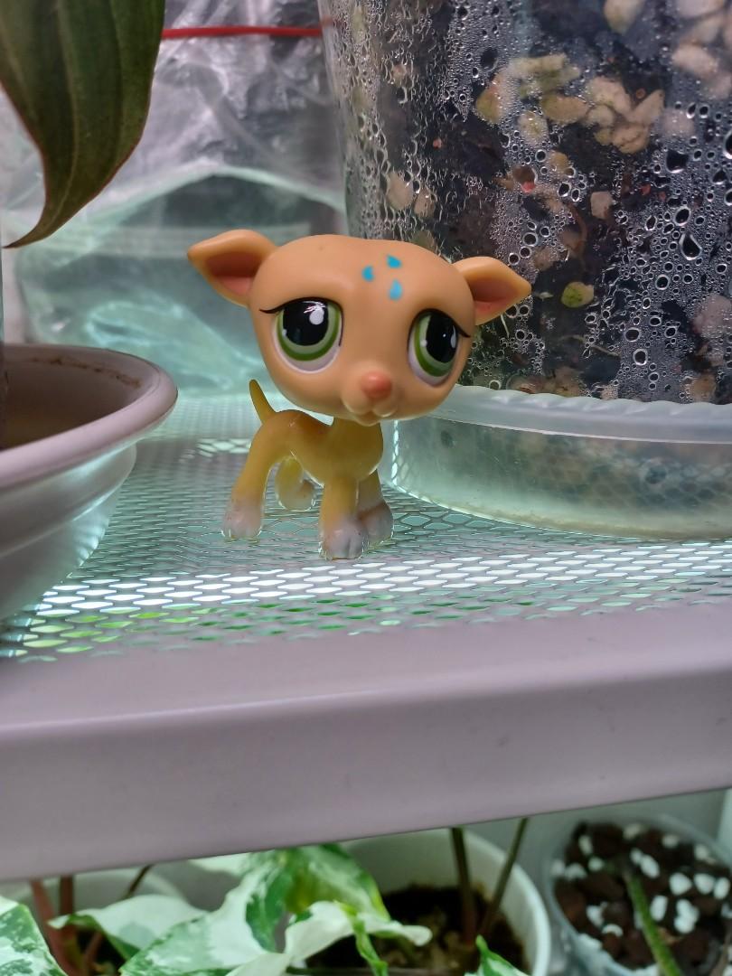 Lps puppies and kittens deals