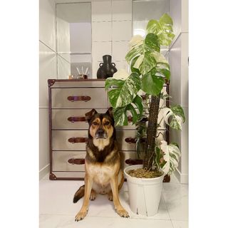 （分類：）位於 。 由 baxter.m 提交（商品編號 1103378547，圖片 1）。簡介： 。