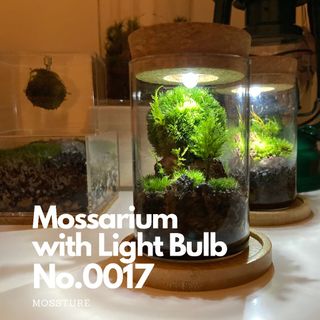 （分類：）位於 。 由 mossture 提交（商品編號 1103505171，圖片 1）。簡介： 。