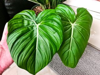 (Category: ) located in . Submitted by botanico_ (Listing ID 1103408222, Image 1). Description: .
