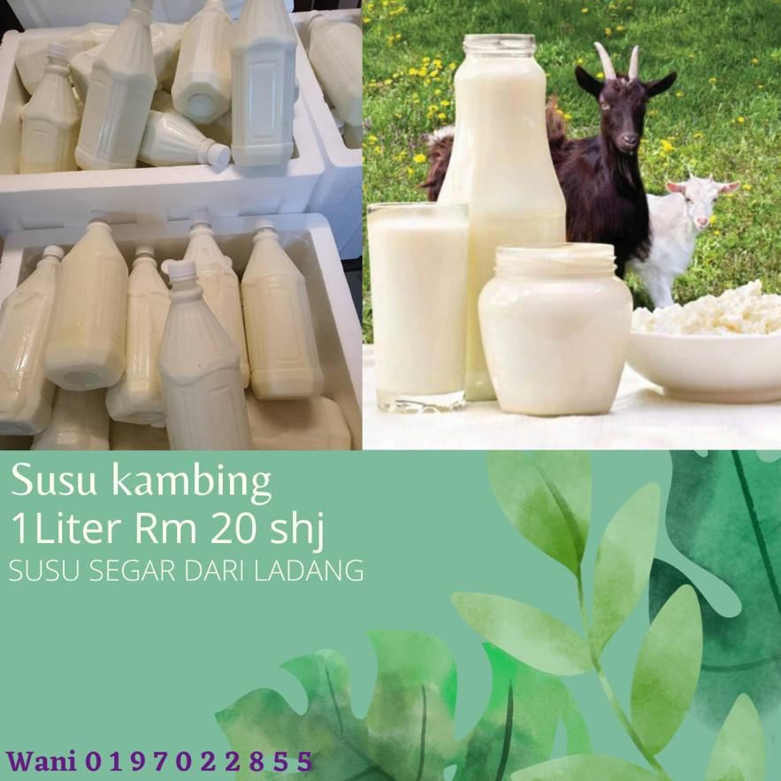 Susu Kambing Fresh (Baru Perah dr ladang), Food u0026 Drinks, Drinks 
