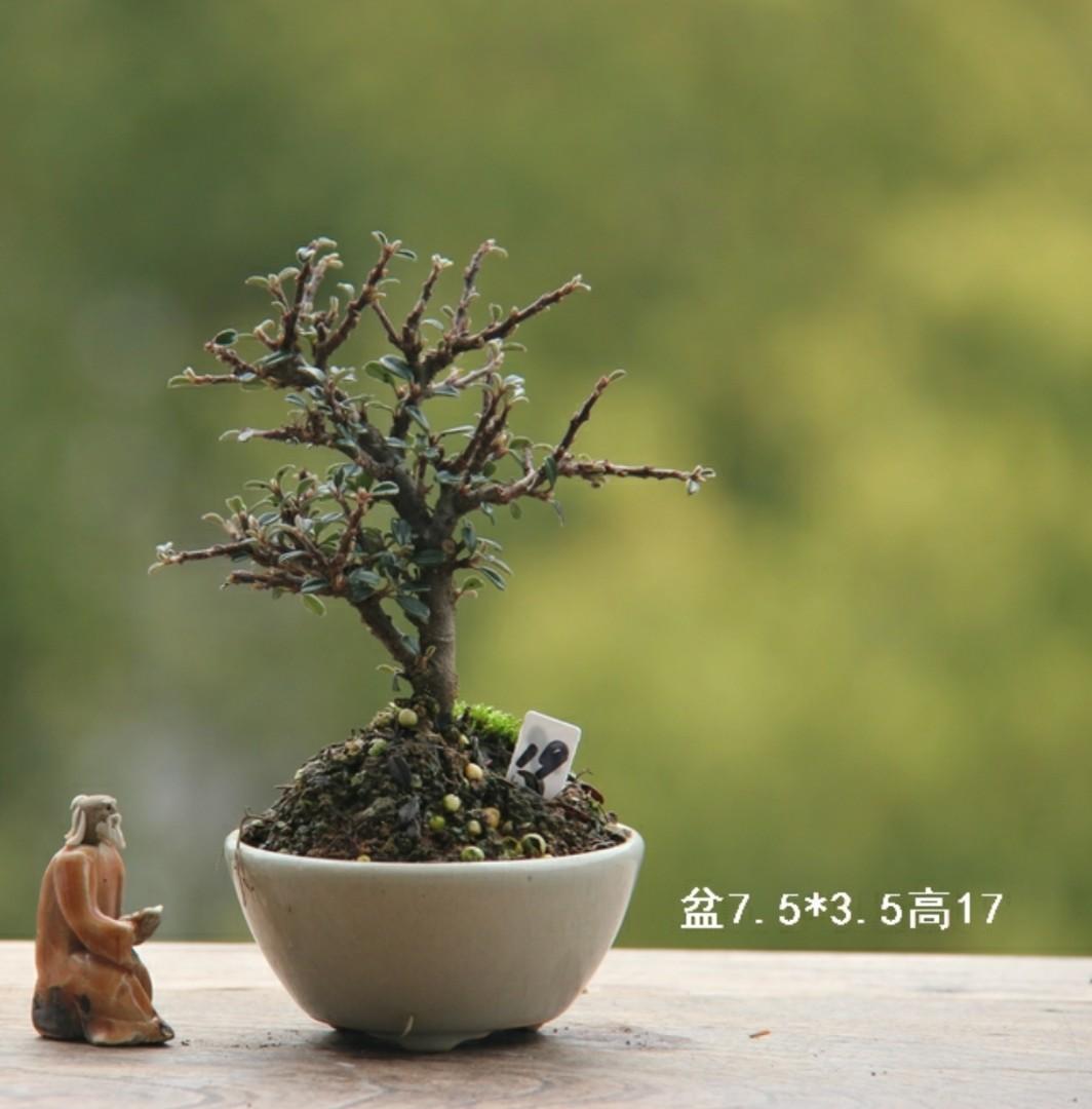 代訂日本紅紫檀19號 傢俬 家居 園藝 園藝工具和裝飾品 Carousell