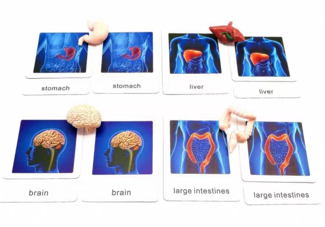 [BNIB] Toob Human Organs + Montessori 3 part cards, Hobbies & Toys