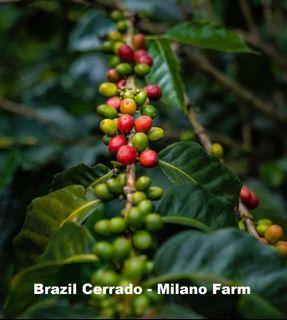 Brazil Cerrado Milano Single Origin Coffee Beans - 100% Arabica - Pandy Cafe - Roast on Order