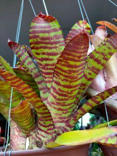 Bromeliad Neoregelia Tiger High Voltage pup/ cutting