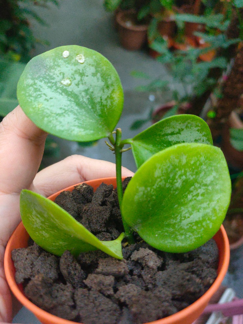 Hoya Biakensis/Sp.Biak, Furniture & Home Living, Gardening, Plants ...