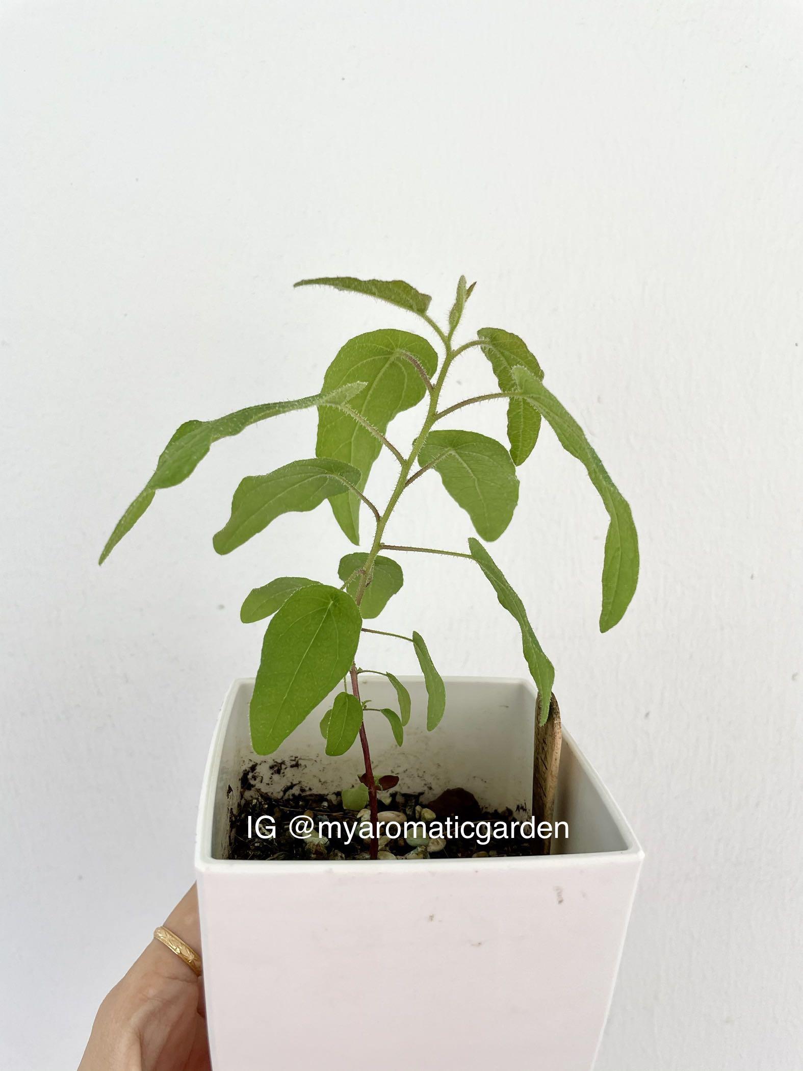 Lemon Eucalyptus plant (10 seeds), Furniture & Home Living, Gardening