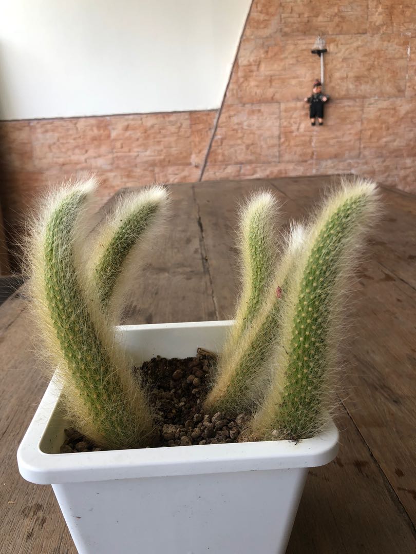 Hildewintera Colademononis Monkey Tail Cactus Furniture Home Living Gardening Plants Seeds On Carousell