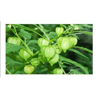 Affordable Pokok Markisa For Sale Home Furniture Carousell Malaysia