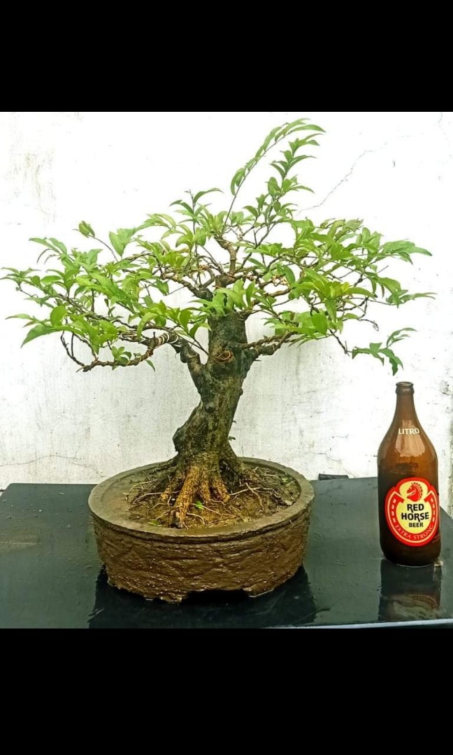 Bignay Pugo Fruit Bearing Bonsai 28 Inches In Height 8 Years Old Furniture Home Living Gardening Plants Seeds On Carousell
