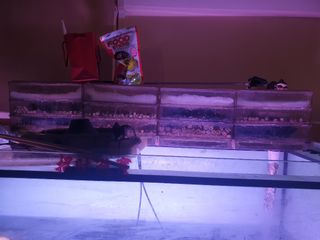(Category: ) located in . Submitted by jeff.chua.92 (Listing ID 1103858592, Image 1). Description: .