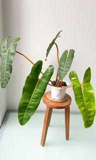 Philodendron Billietiae