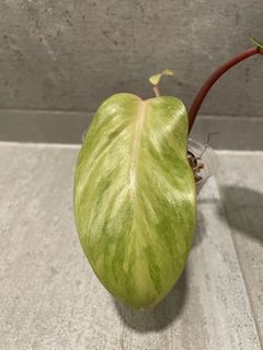 （分類：）位於 。 由 pothos852 提交（商品編號 1103736633，圖片 1）。簡介： 。