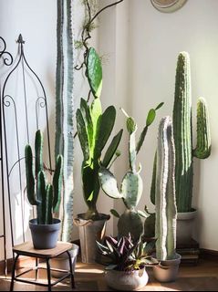 (Category: ) located in . Submitted by homeeendecor (Listing ID 127427346, Image 1). Description: .
