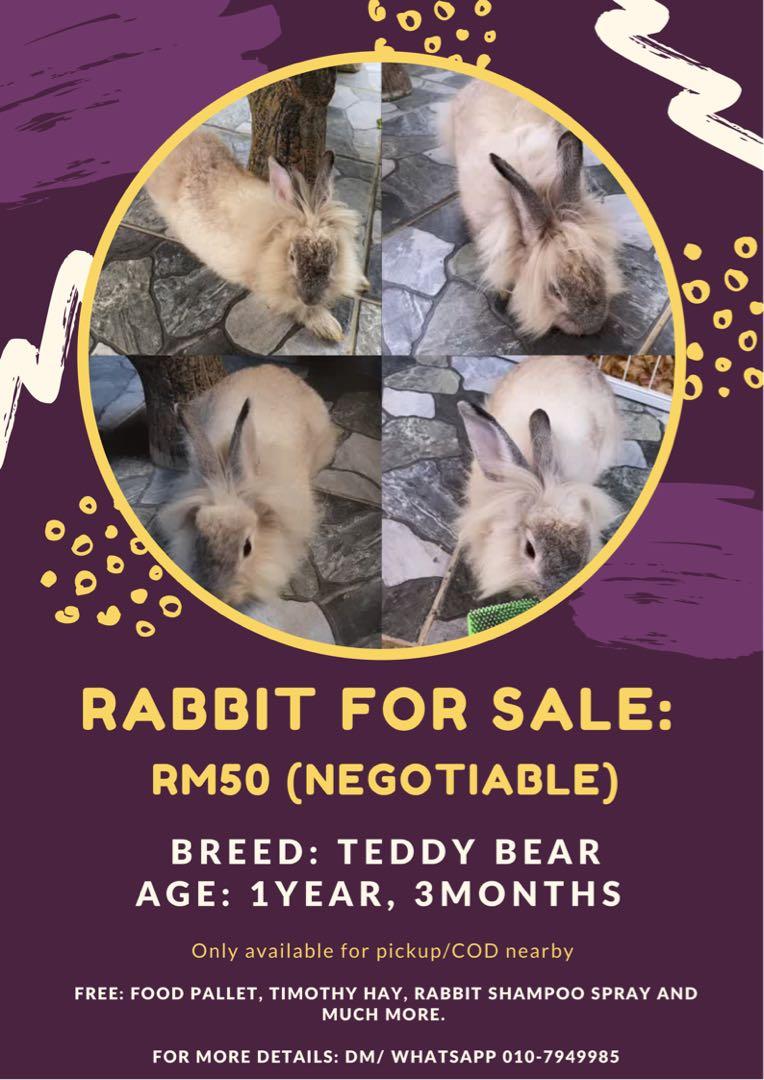 RABBIT FOR SALE