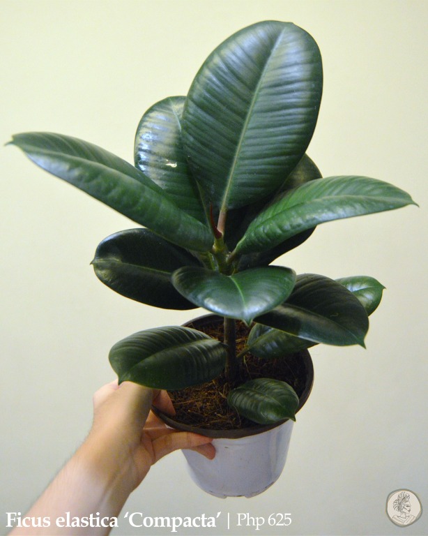 Rubber tree 'Compacta', Furniture & Home Living, Gardening, Plants ...