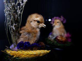Taxidermy Chick in Dome