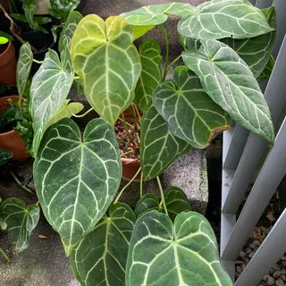 (Category: ) located in . Submitted by tiny_tropicaljungle (Listing ID 1098285477, Image 1). Description: .