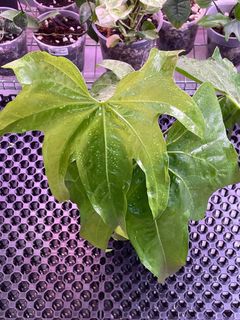 (Category: ) located in . Submitted by plant.botany (Listing ID 1098325252, Image 1). Description: .