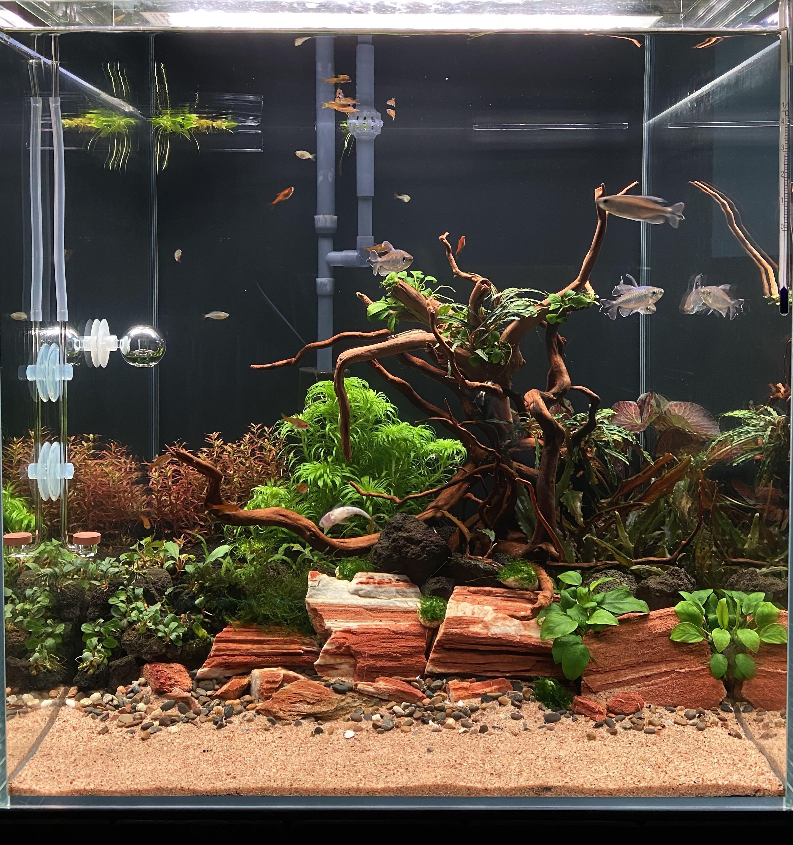 Aquascaping Services