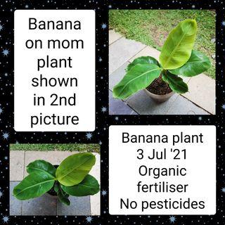 Rooted Dwarf Banana Plant