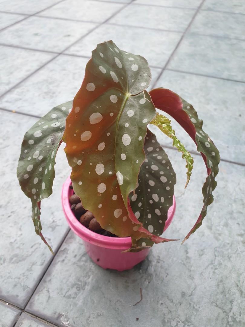 Begonia Maculata Pafcal Leca Home Furniture Gardening On Carousell